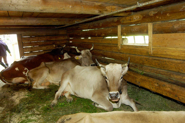 Krowy i trawa w środku, na pastwisku górskim - Zdjęcie, obraz