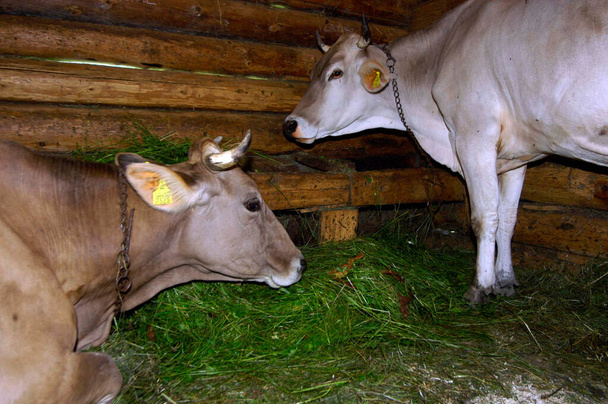 Cowshed com vacas e grama nele, em um pasto de montanha
 - Foto, Imagem