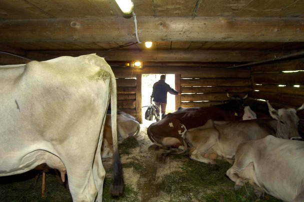 Cowshed con vacas y hierba en él, en un pasto de montaña
 - Foto, Imagen