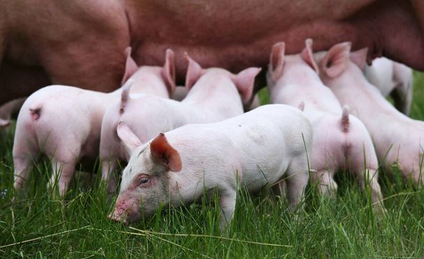  Jeunes porcs en bonne santé pâturant sur la prairie verte été
 - Photo, image