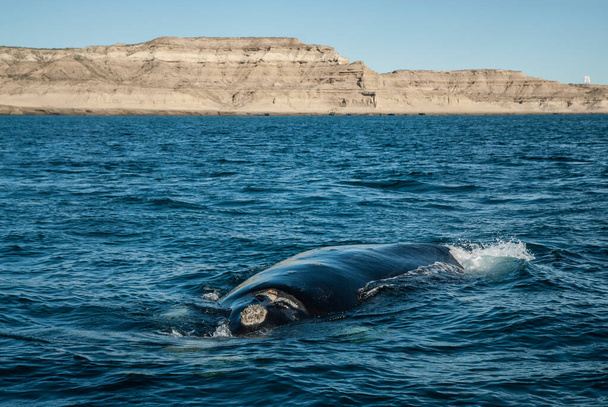 Sohutern ballenas francas en la superficie, especies en peligro de extinción, Patago
 - Foto, Imagen