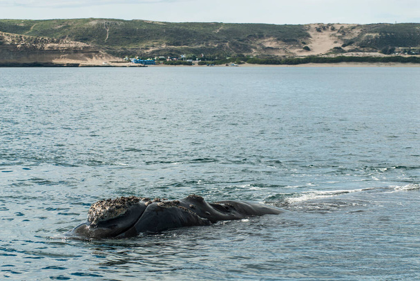 Sohutern ballenas francas en la superficie, especies en peligro de extinción, Patago
 - Foto, Imagen