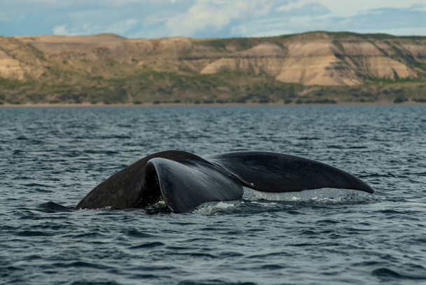 Sohutern pravý velrybí ocas, ohrožené druhy, Patagonia, Argenti - Fotografie, Obrázek