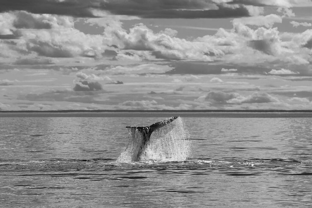 Cola de ballena franca Sohutern lobtailing, especies en peligro de extinción, Patago
 - Foto, Imagen