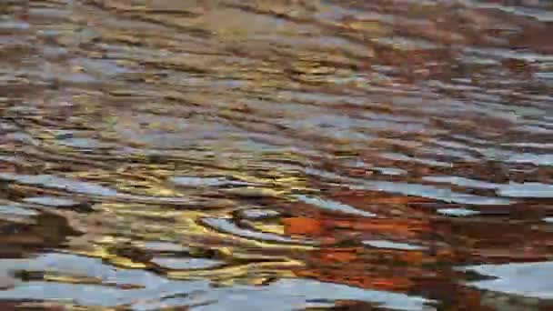Extreme closeup view of golden sunlight reflection of a house on the river water surface, creating beautiful ripples, texture and rhythmical graphic patterns. Some shark catfish swim in the water. - Footage, Video