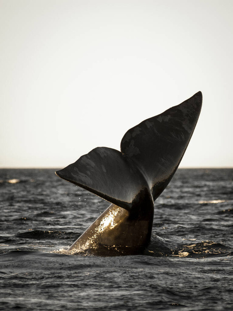Cola de ballena franca Sohutern lobtailing, especies en peligro de extinción, Patago
 - Foto, Imagen