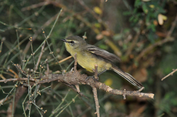 Greater Wagtail tyrant, Chaco Forest, Argentina - Photo, Image