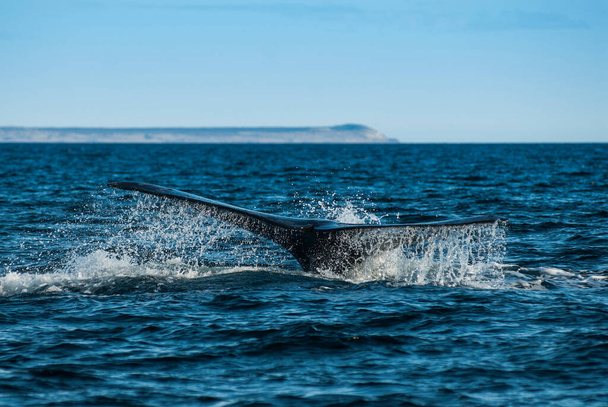 Sohutern prawy płetwal, gatunki zagrożone, Patagonia, - Zdjęcie, obraz
