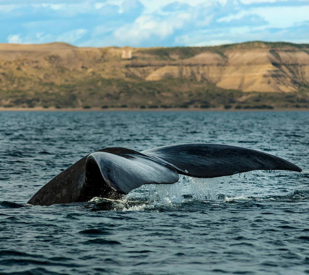 Lomo de ballena franca de Sohutern, especies en peligro de extinción, Patagonia
 - Foto, Imagen