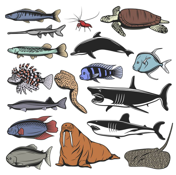 Mořské zvíře, ryby a želvy izolované kreslené postavičky. Vektorová mořská želva, mořští žraloci a delfíni, krevety nebo garnáti, rejnok, štikozubec a losos, mrož, morénový úhoř, lvice, sterlet a selénové zvratky - Vektor, obrázek
