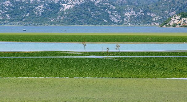 Скадарське озеро в Чорногорії (також називається озеро Скутарі, озеро Шкодер, озеро Шкодер.) - Фото, зображення