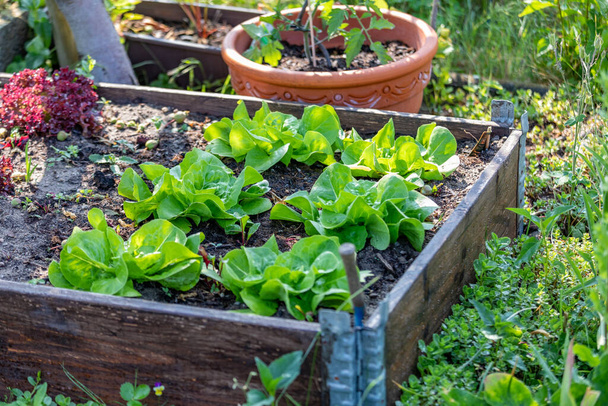 Řady čerstvé salátové farmy. Rostlina rostoucí v zeleninové zahradě. - Fotografie, Obrázek