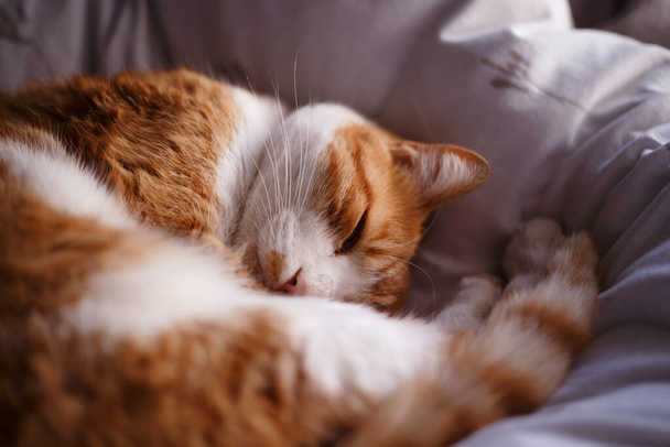 Τζίντζερ γάτα κοιμάται στο κρεβάτι - Φωτογραφία, εικόνα