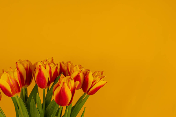 red and yellow Tulips on a yellow background  - Fotografie, Obrázek