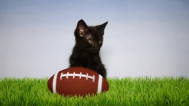 05 _ 27 _ 20 _ HD video Siyah kedi yavrusu futbol - Video, Çekim