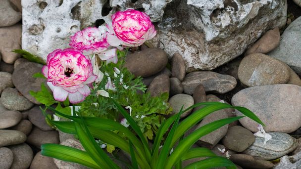 Bílý máselník, květy Ranunculus Asicus s růžovým okrajem. Zelené listy a šedé kameny. Park. Pozadí. Closeup - Fotografie, Obrázek