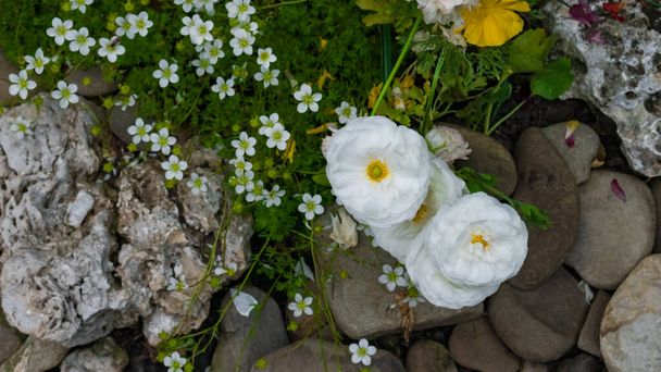 Biały Jaskier, kwiaty Ranunculus asiaticus z zielonymi liśćmi i szarymi kamieniami na kwietniku w parku. Kontekst. Zbliżenie - Zdjęcie, obraz