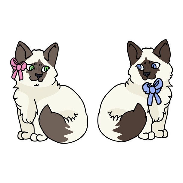 Cute cartoon Ragdoll kitten boy and girl cat vector clipart. Pedigree kitty breed for cat lovers. Purebred kitten gender bow for pet parlor with bow. Feline illustration EPS 10. - Vector, Image