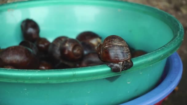 Escargots vivants pour la nourriture, Asie - Séquence, vidéo