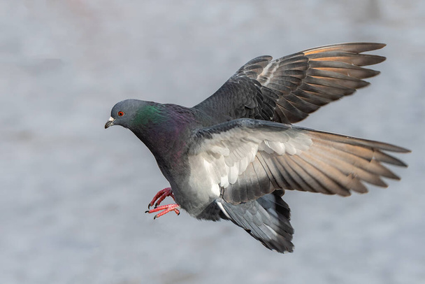 Closeup of a single pigeon in flight. His wings are swept back and his feet extended, he appears to be about to land. Shallow depth of field. - Photo, Image