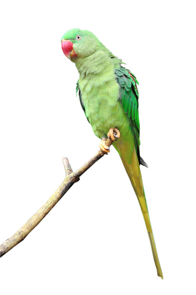 gyönyörű papagáj - Fotó, kép