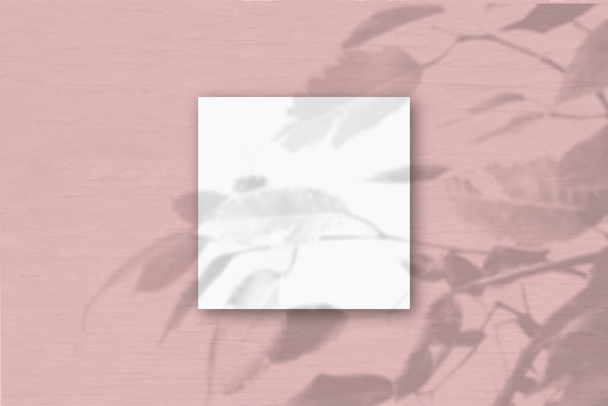 A négyzet alakú fehér texturált papír a rózsaszín fal háttér. Mockup overlay a növény árnyékok. A természetes fény árnyékot vet egy egzotikus növényből.Lapos fekvés, felülnézet.Vízszintes tájolás - Fotó, kép