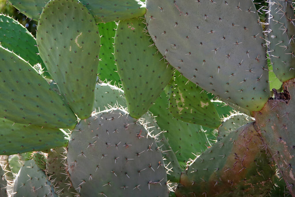 Close-up vista macro quadro completo de um cacto de pêra espinhosa na luz solar
 - Foto, Imagem