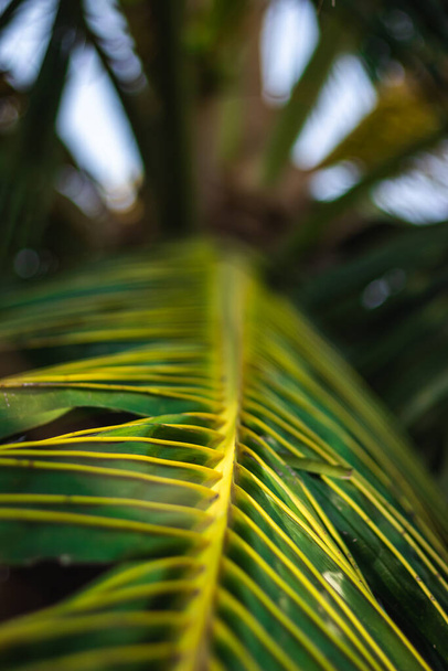 Zöld kókuszdió levél egyenes vonalú minta keret izolált háttér kókuszfa. Segítségével a falvakban és a kókuszleveleken lévő házak menedékét indián fesztiválokon használják.. - Fotó, kép
