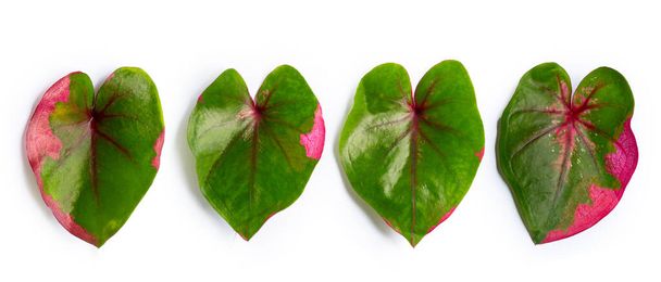 Caladium leaves on white background. Top view - Photo, Image
