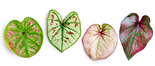 Caladium leaves on white background. Top view - Photo, Image