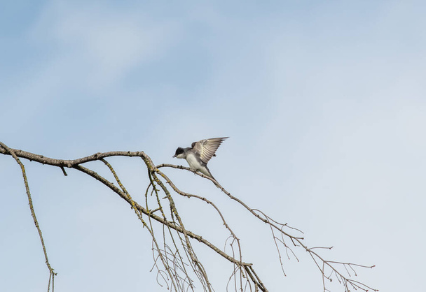 Pássaro-real oriental a empoleirar-se no ramo. Vancouver BC Canadá
 - Foto, Imagem
