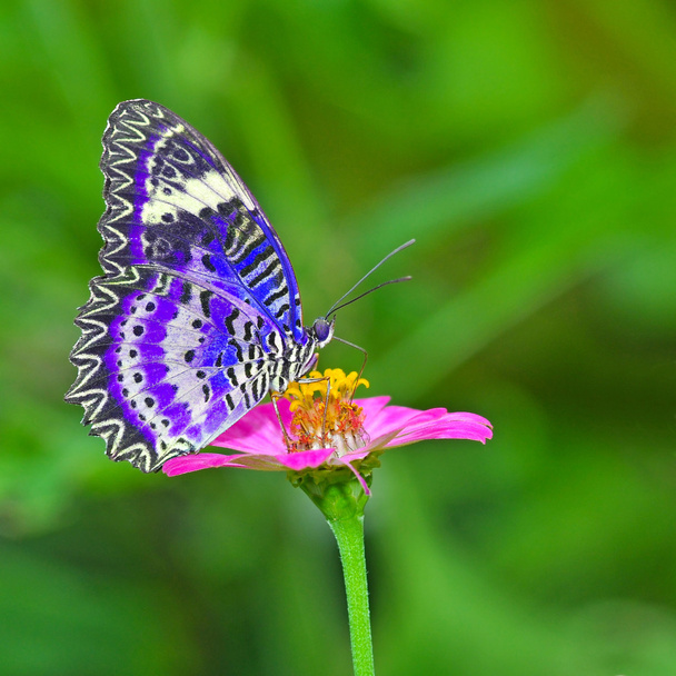 pillangó a virágok - Fotó, kép