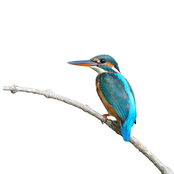 Common Kingfisher - Photo, Image