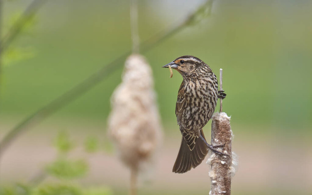 Female Red-winged blackbird photographed in its natural habitat perched on a cattail. - Photo, Image