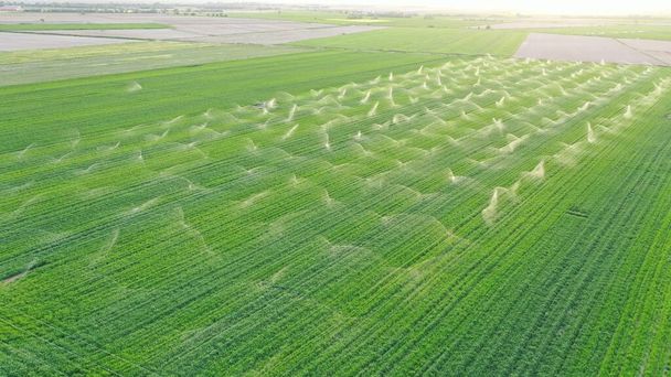 Les systèmes d'irrigation agricole sont dans le champ d'herbe au coucher du soleil. Vue aérienne. Paysage printanier et estival
. - Photo, image