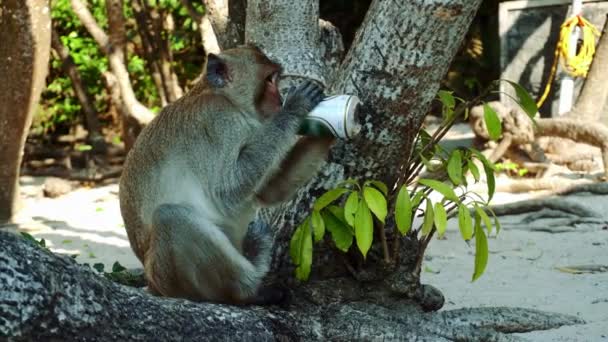 Komik maymun sahilde bir ağacın altında bira içiyor. Bir maymun grubumuzdan bir bira aldı ve onu sahilde içmeye başladı. 4K - Video, Çekim