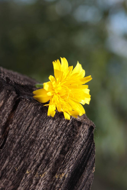 Fiore giallo su un tronco di legno Fiore giallo su sfondo verde sfocato
 - Foto, immagini