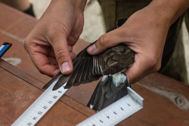 Měřit křídlo ptáka, peří. Shromažďování údajů o různých druzích ptáků, vědecký výzkum. Dřevěný stůl, pozadí je rozmazané. - Fotografie, Obrázek