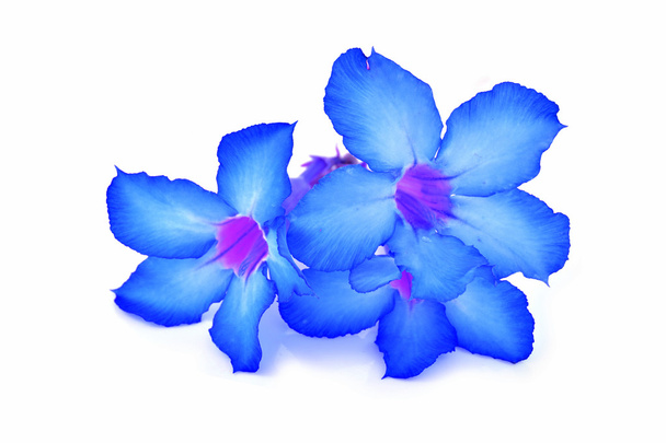 niebieski kwiat - Zdjęcie, obraz