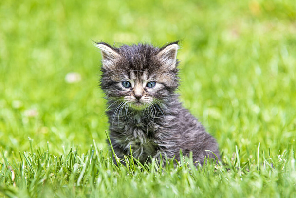 Милый маленький котенок играет в траве на солнце - Фото, изображение