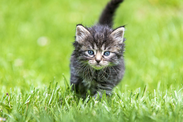 Roztomilé koťátko hraje v trávě na slunci - Fotografie, Obrázek