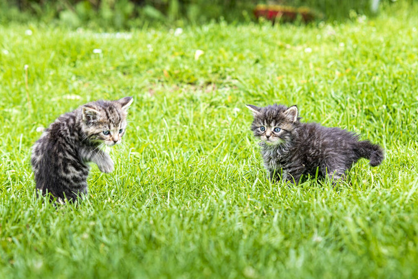 Dos gatitos lindos jugando en la hierba a la luz del sol
 - Foto, Imagen
