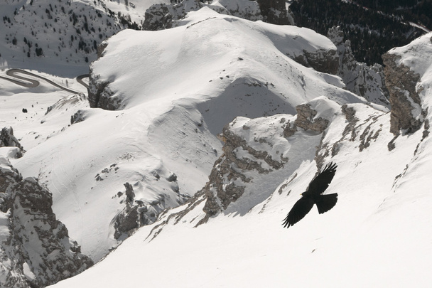 A crow on dolomites background - Photo, Image