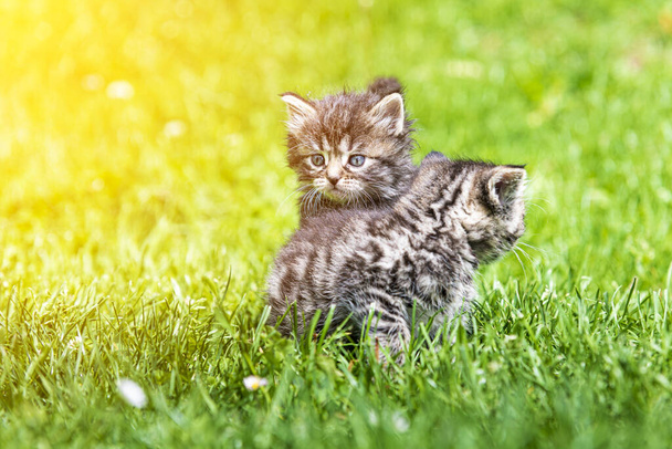 Two cute little kittens playing in grass in sunlight - Photo, Image