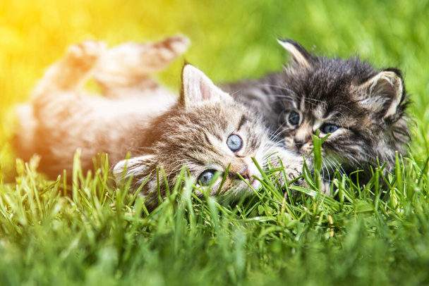 Güneş ışığında çimenlerde oynayan iki sevimli kedi yavrusu. - Fotoğraf, Görsel