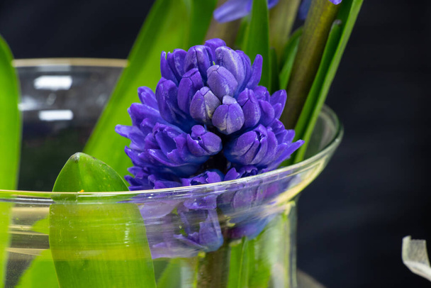 blue hyacinth stands in a vase in a flower shop - Foto, Bild