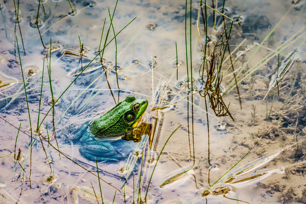 A frog sitting in the warm waters of a Wisconsin pond. - Photo, Image