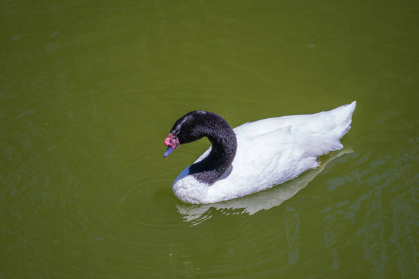 Black-necked swan or Cygnus melancoryphus also known as black-necked swan, has a black head and neck, white body. Wild animals - Photo, image