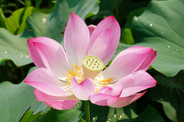 Lotus flower - Fotoğraf, Görsel