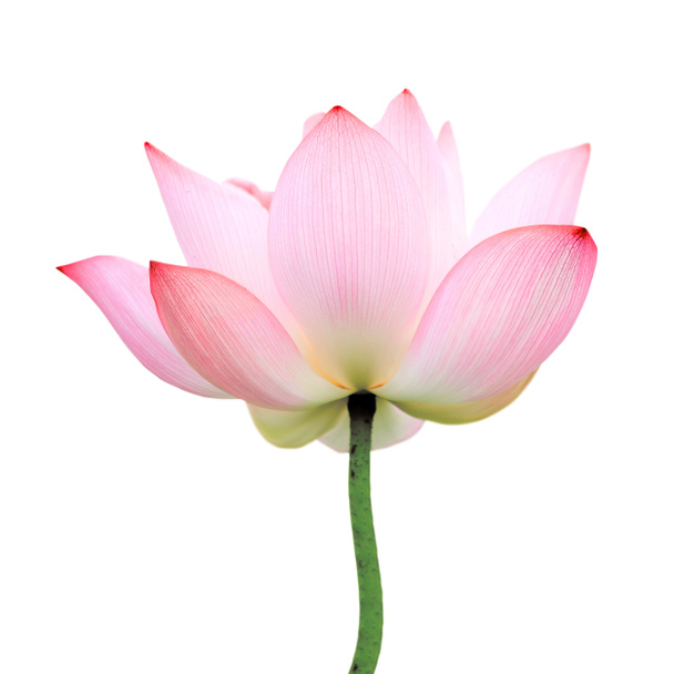 geïsoleerde lotus - Foto, afbeelding